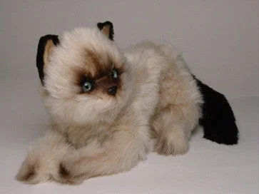 "Monkey" Colorpointe Persian Ragdoll