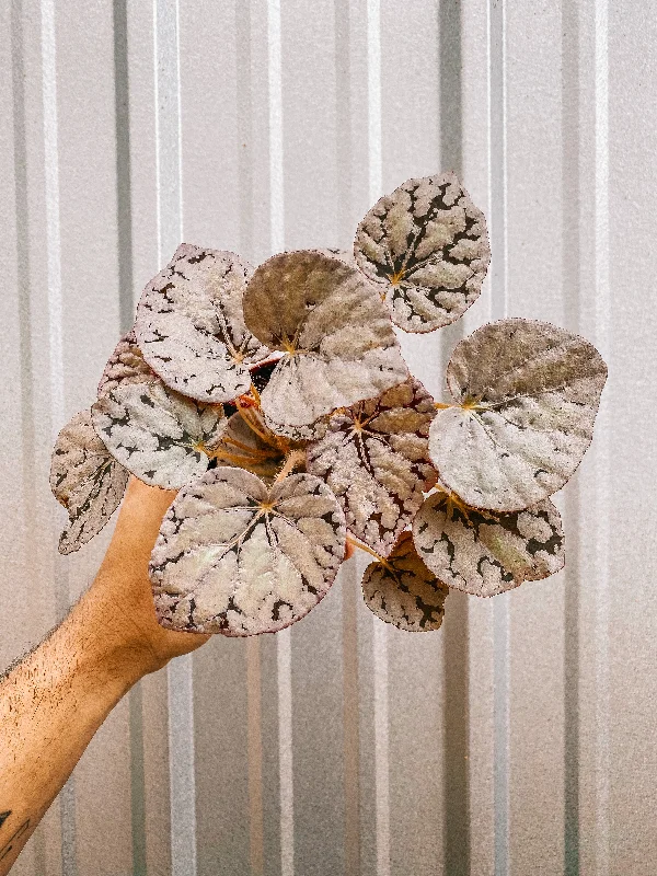 4" Begonia ‘Silver Dollar’